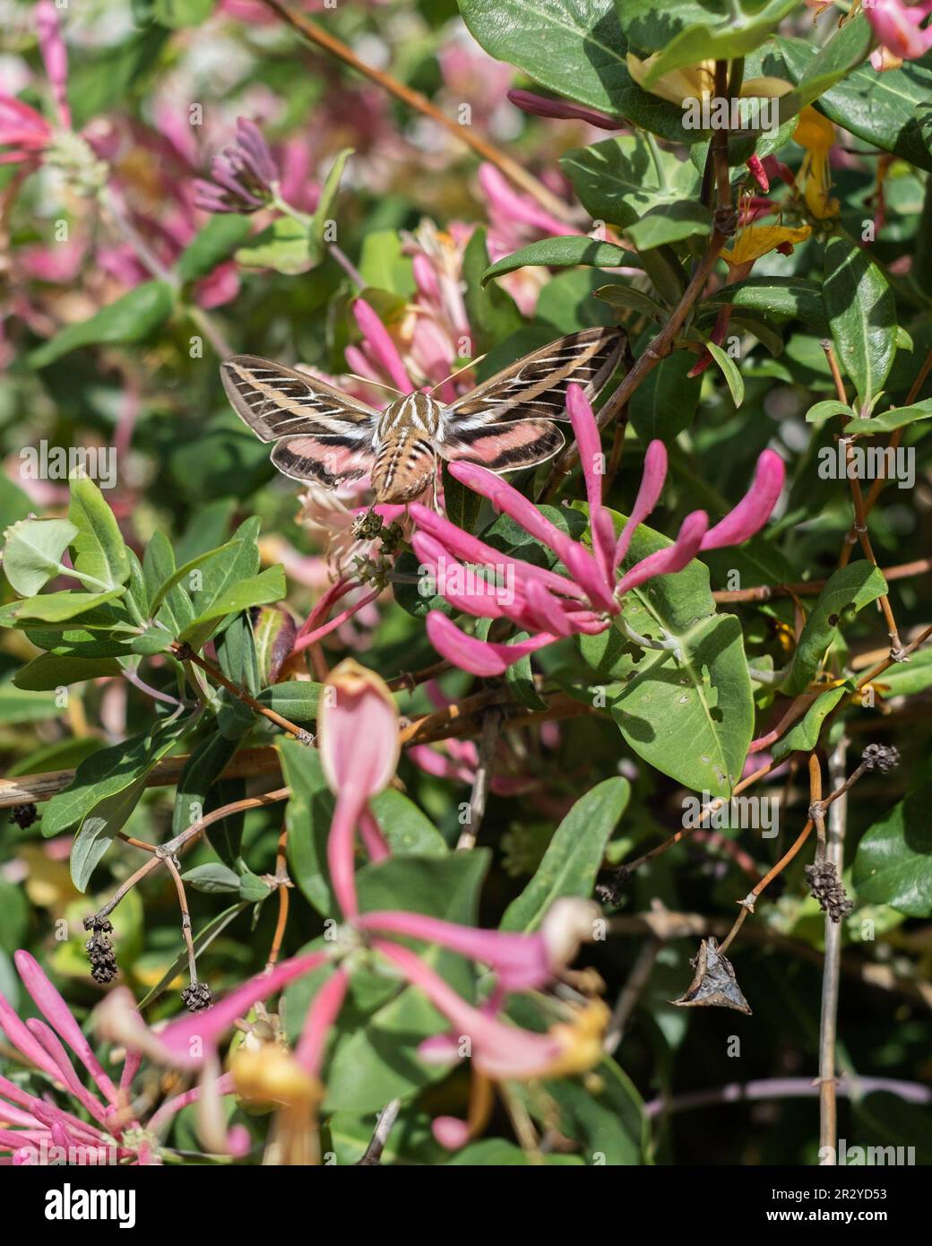 White-lined sphinx moth, Common name Hawkmoth or Hummingbird moth, Hyles linata, feeds on Goldflame Honeysuckle,  Lonicera heckrottii, Kansas, USA Stock Photo