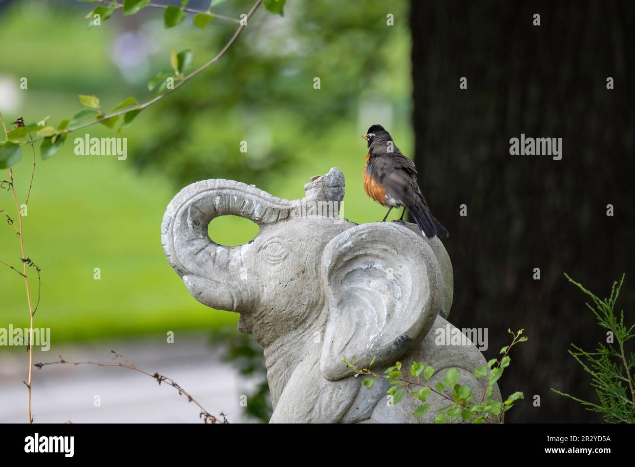 American Robin, Turdus migratorius perched in profile on a concrete elephant yard ornament. Kansa, USA. Stock Photo