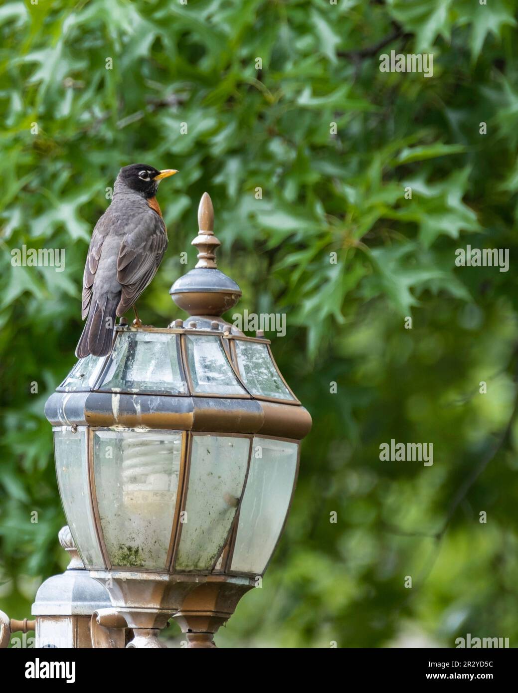 American Robin, Turdus migratorius, perched in profile on a yard lamp. Kansas, USA. Stock Photo