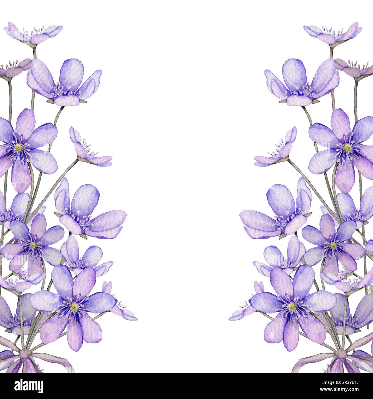 Watercolor spring flowers isolated on white background. Scilla. Coppice, hepatica - first spring flowers. Illustration of delicate lilac flowers Stock Photo