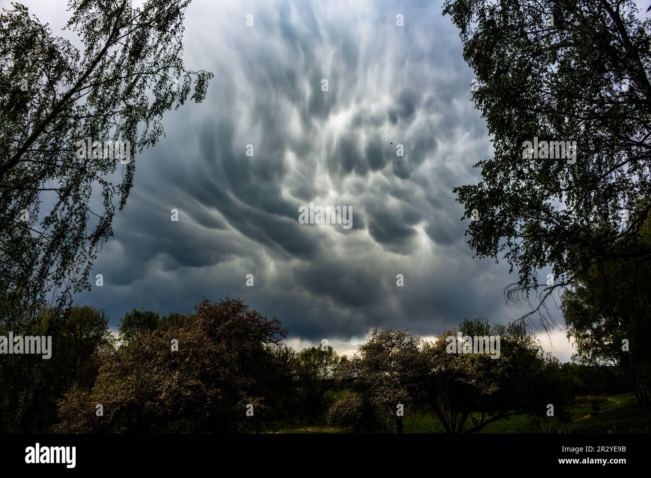 Mammatus cloud above the trees in the sky in contrast - a rare ...