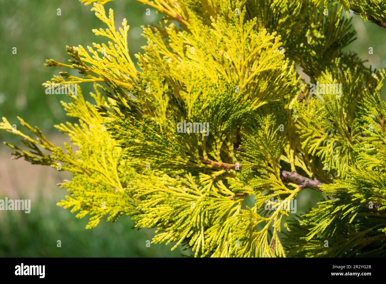 Golden Yellow, Cultivar, Coniferous, Branch, Incense Cedar, Calocedrus decurrens 'Berrima Gold', Foliage Stock Photo