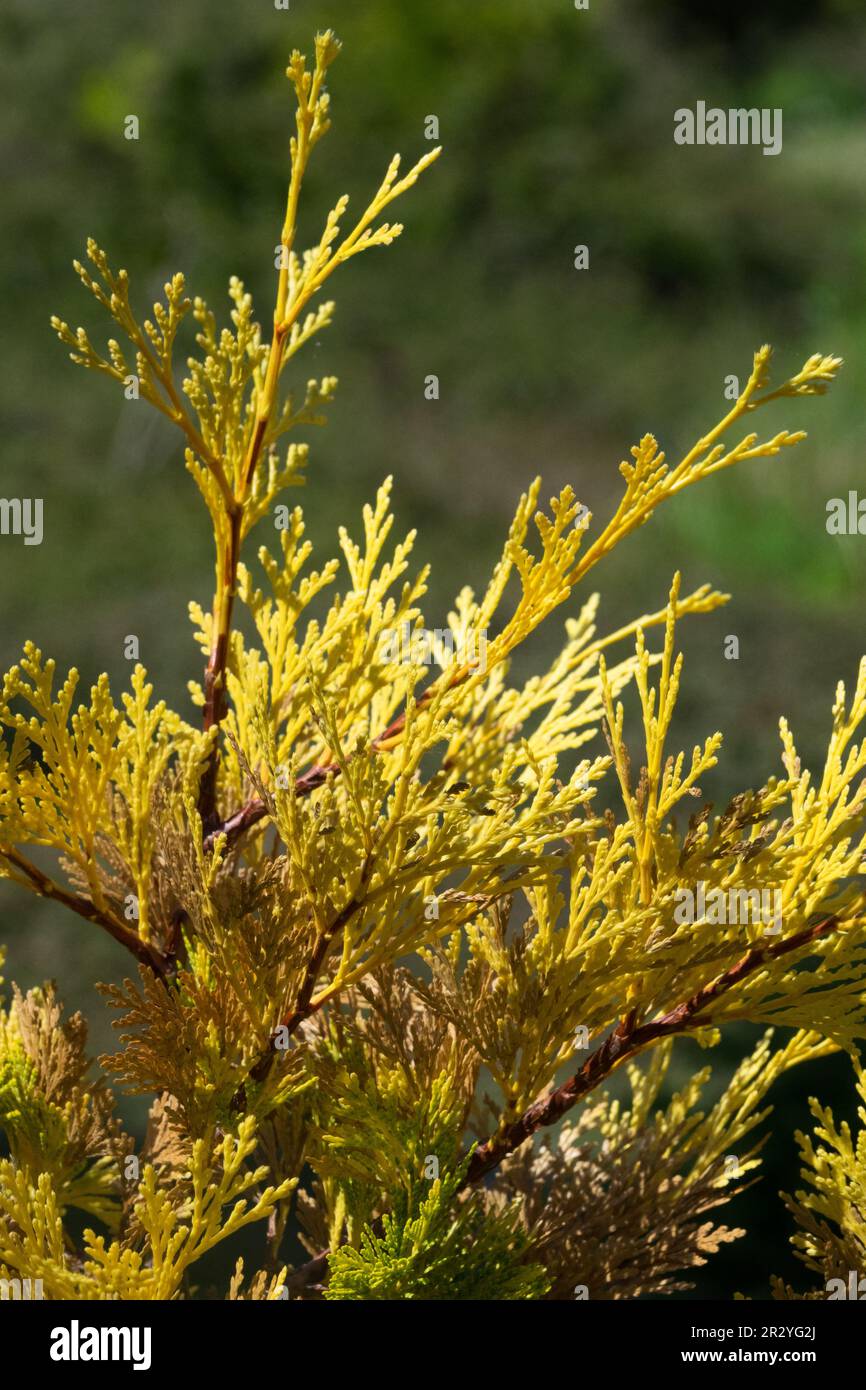 Calocedrus decurrens 'Berrima Gold', Golden, Branches, Incense Cedar, Coniferous, Cultivar, Golden Yellow, Foliage, Calocedrus 'Berrima Gold' Stock Photo