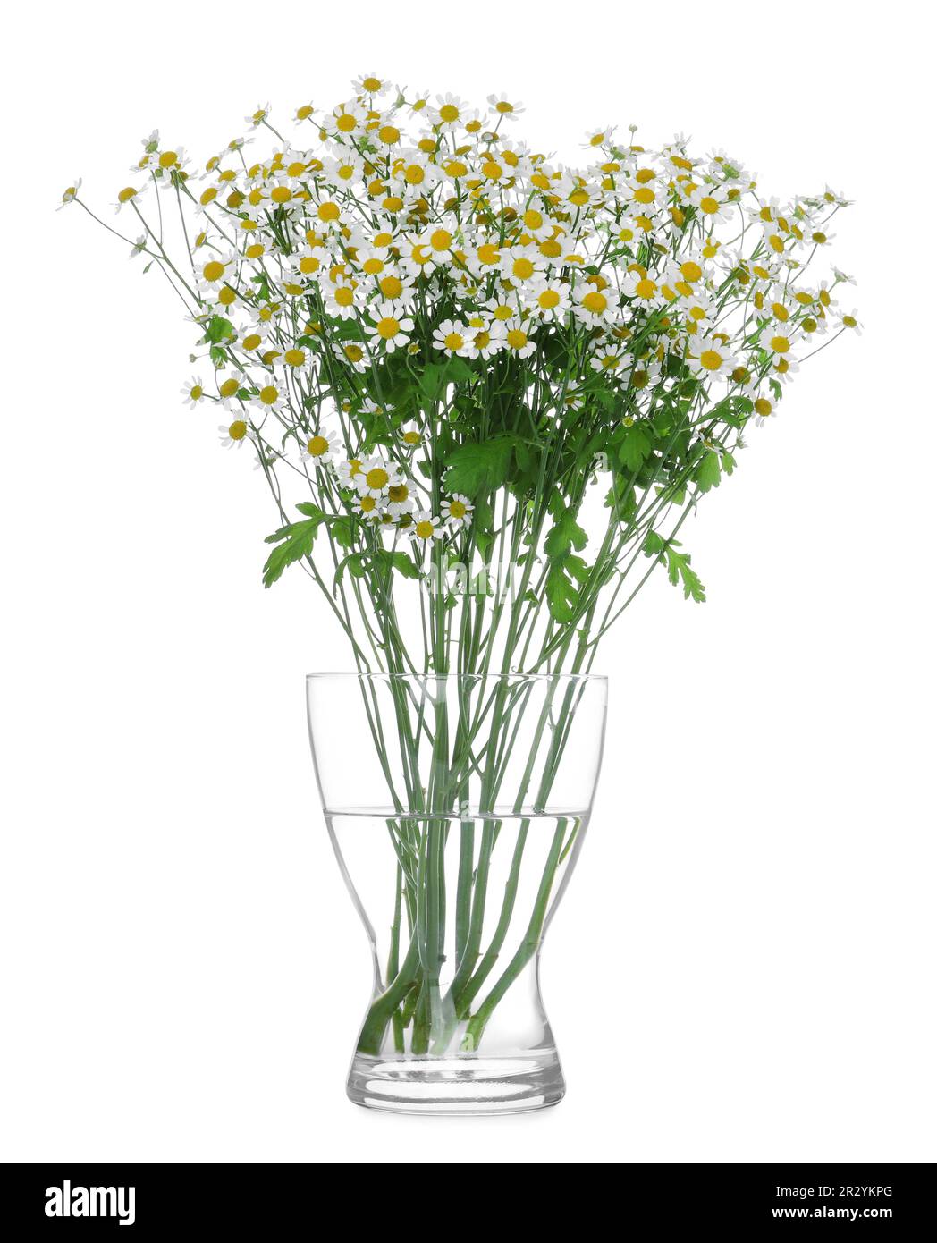 Glass vase with beautiful chamomile flowers isolated on white Stock ...