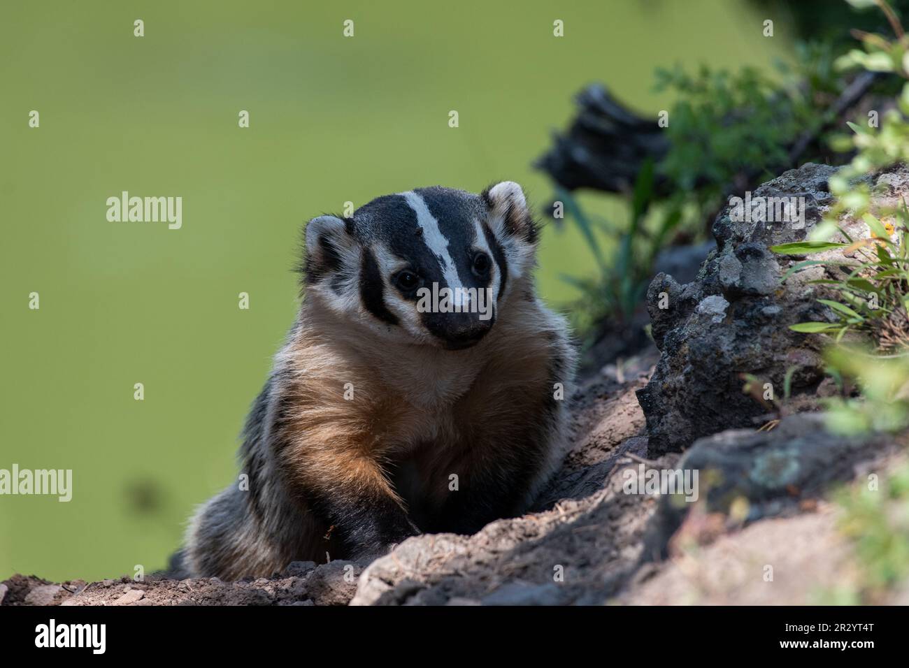 American badger taxidea taxus in hi-res stock photography and images ...