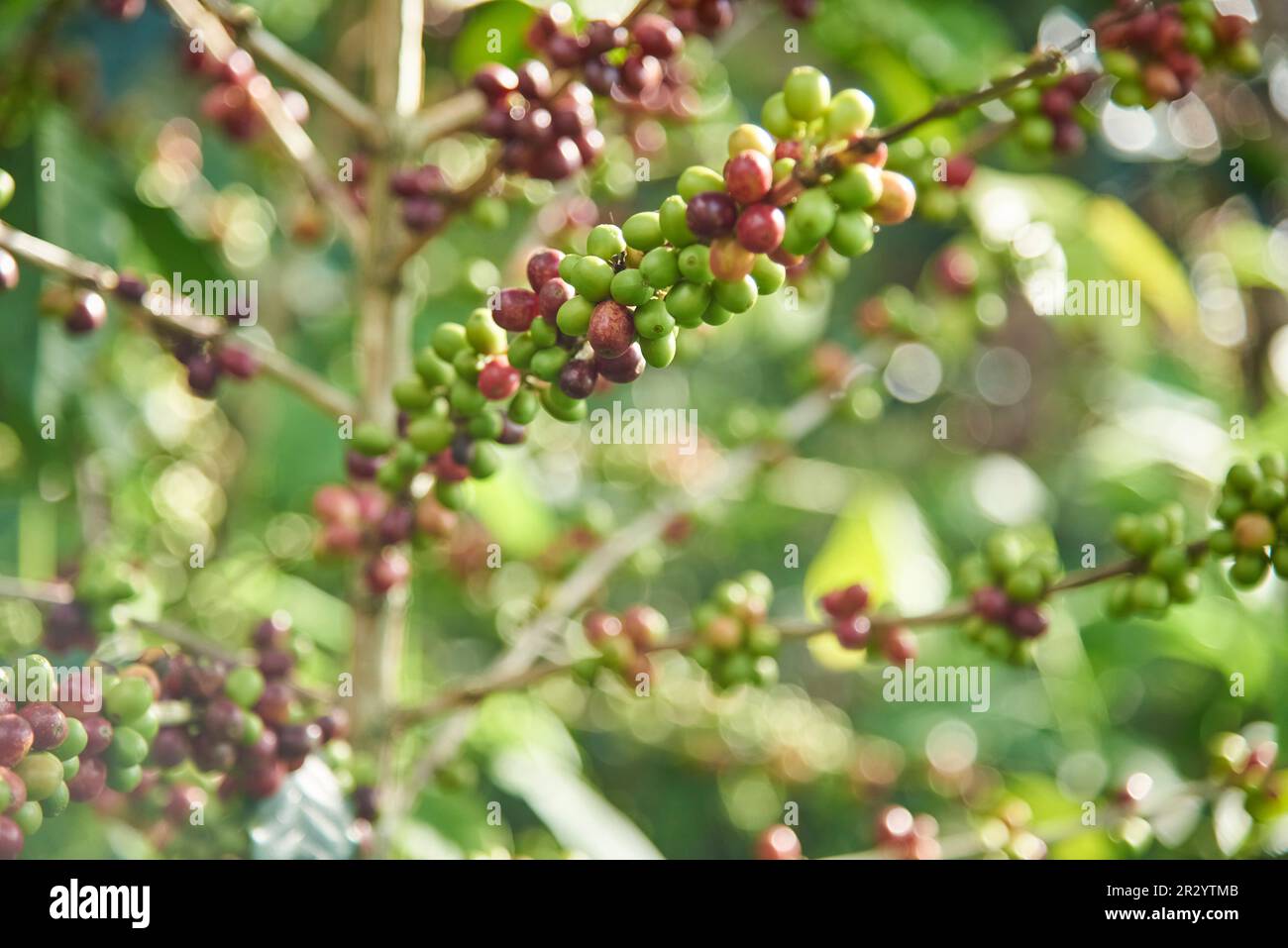 Coffee tree with many coffee beans, ripe and unripe, in its branches, in Santander, Colombia. Colombian traditional production. Stock Photo