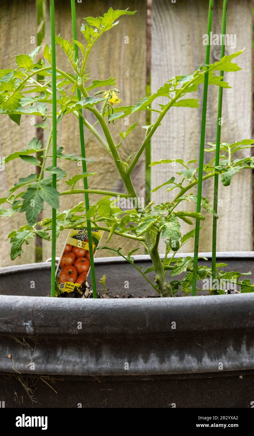 Tomato plant in a pot, 'Jet Star', with blooms planted in a pot with a tomato cage. Kansas, USA. Stock Photo