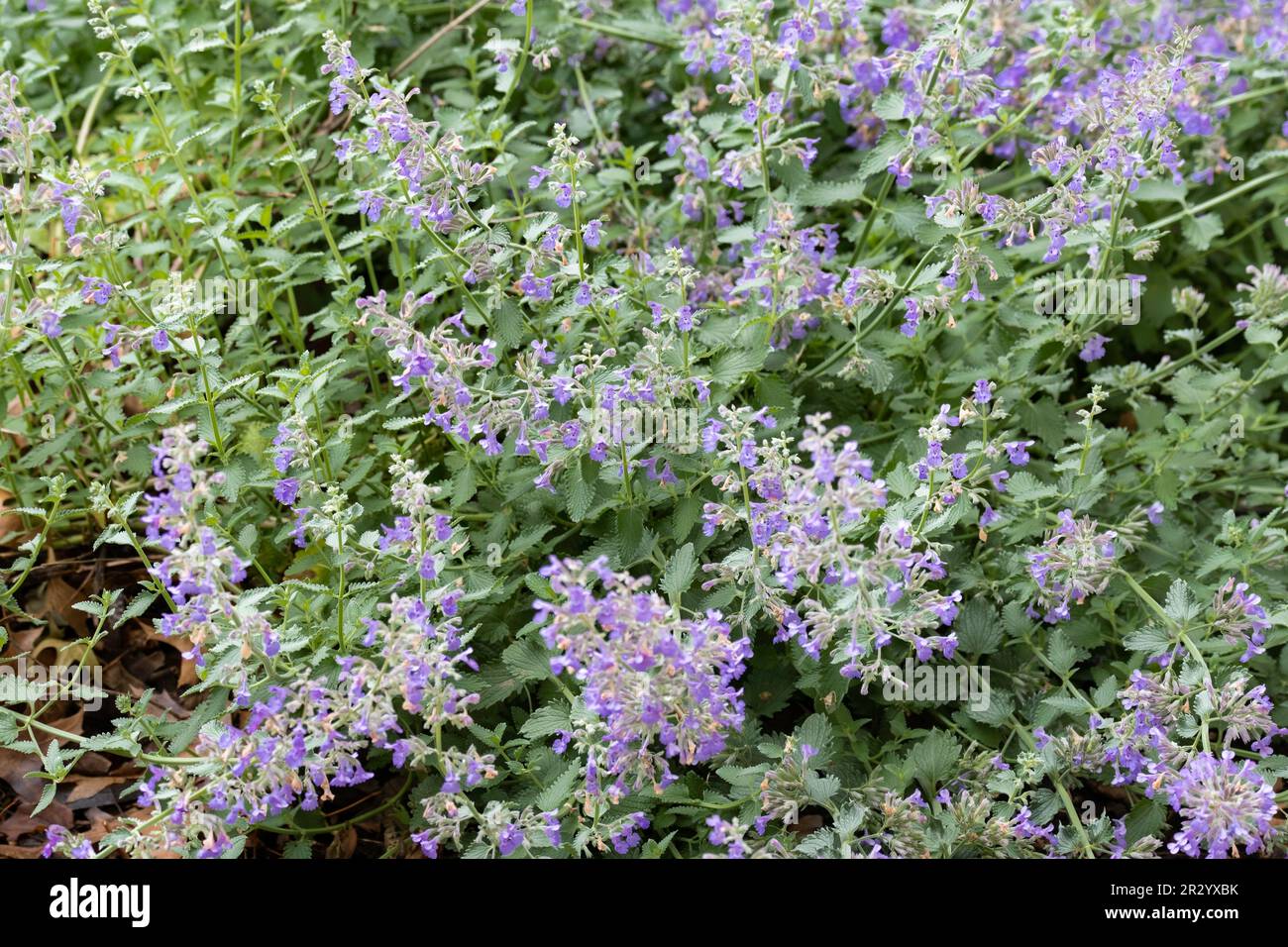 Perennial catmint, Nepetax faassenii, flowering in an outdoor garden. Kansas, USA, North America. Stock Photo