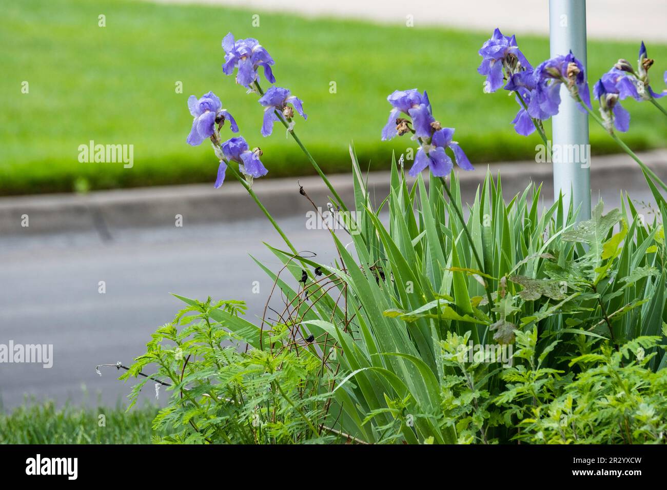 Blue bearded tall iris blooming in the spring. Kansas, USA. Stock Photo