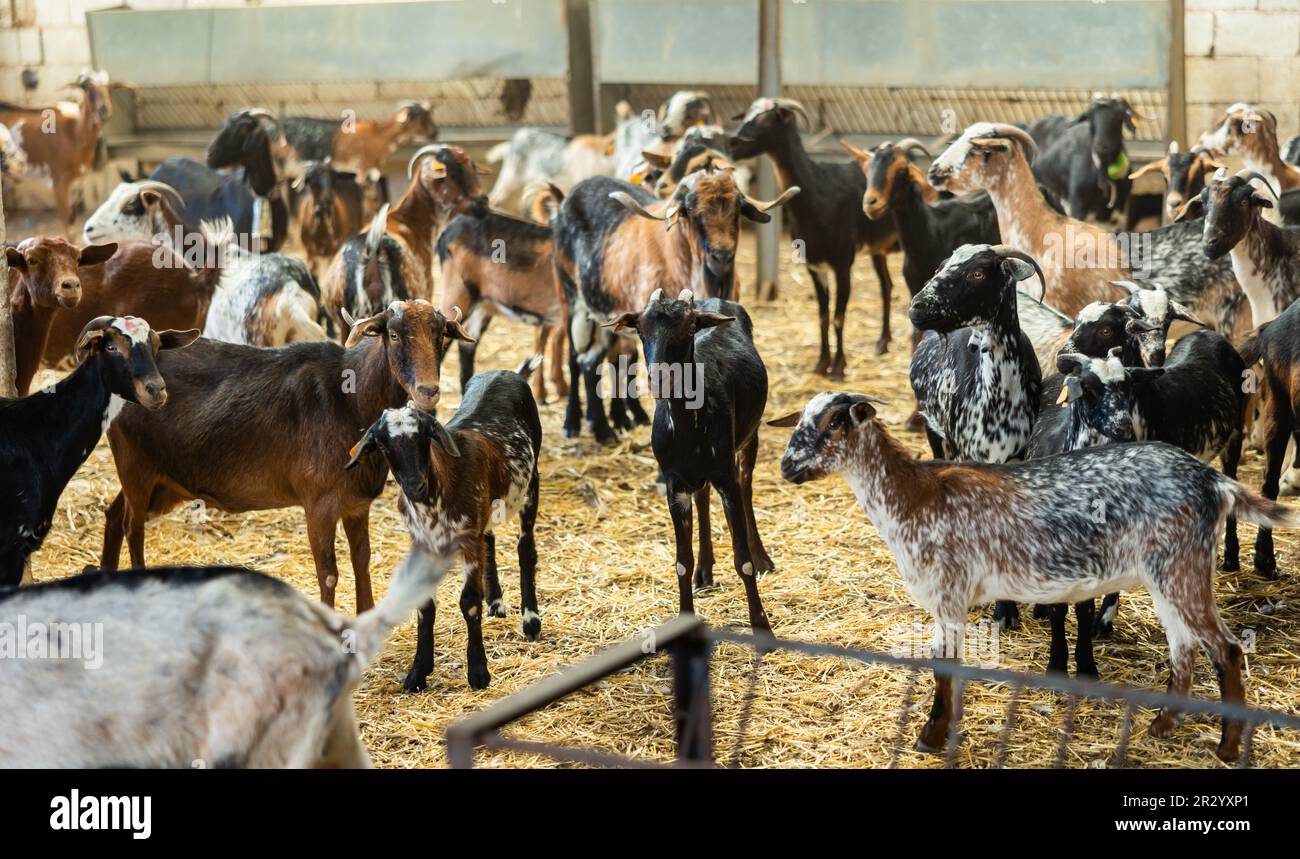 Farm livestock farming for industrial production of goat milk dairy ...