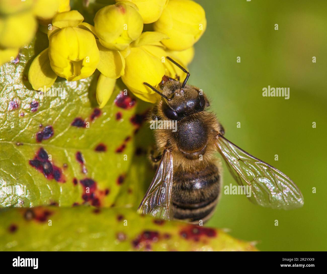 detail of bee or honeybee in Latin Apis Mellifera, european or western honey bee sitting on the yellow flower Stock Photo