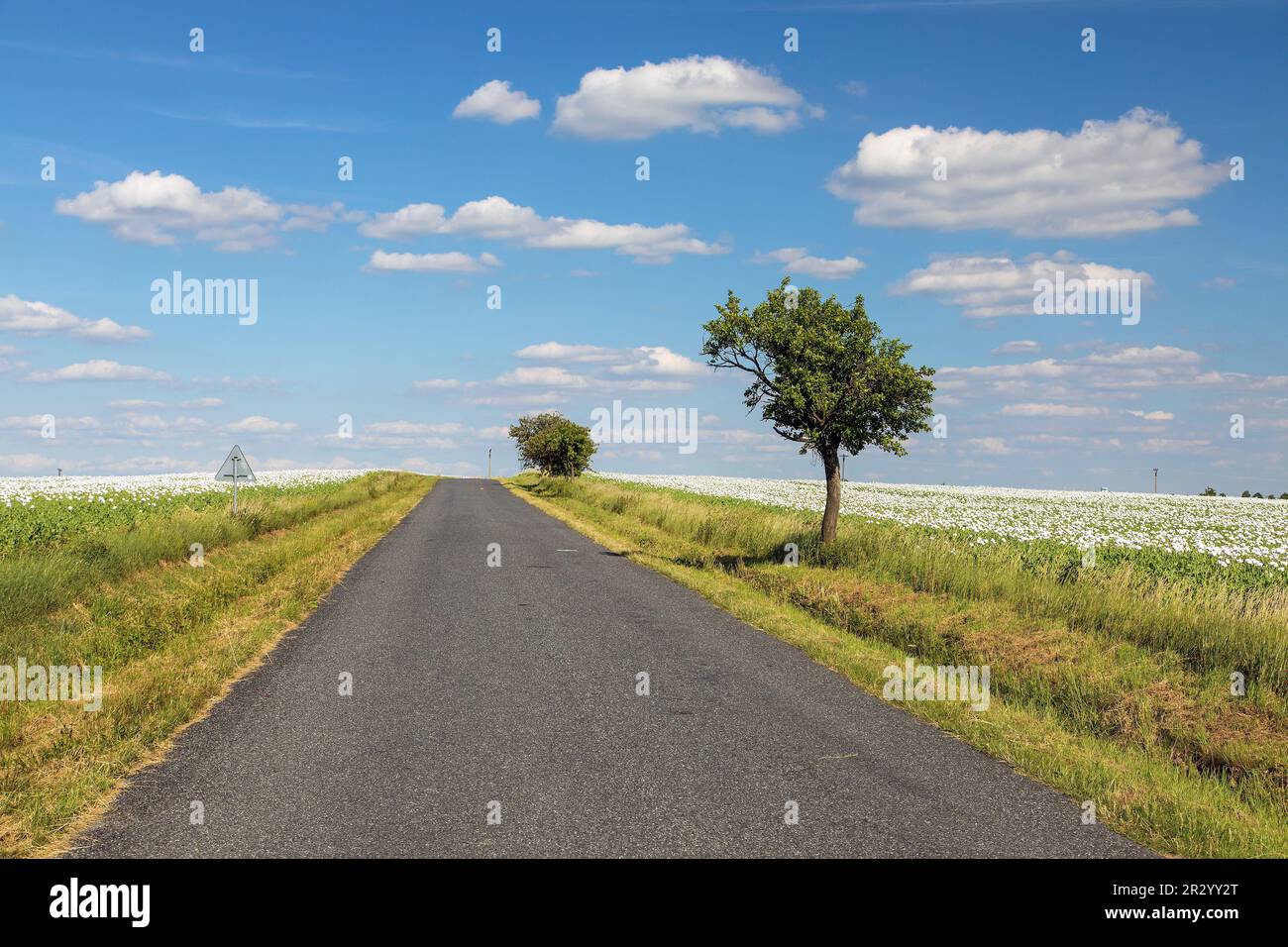 Landscape with a road between fields with white poppies blooming and beautiful sky with clouds Stock Photo