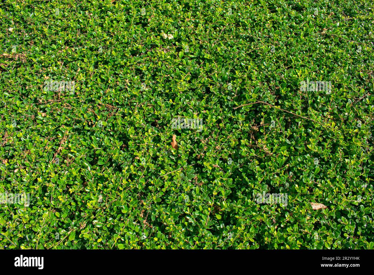 Green leaf background texture Stock Photo