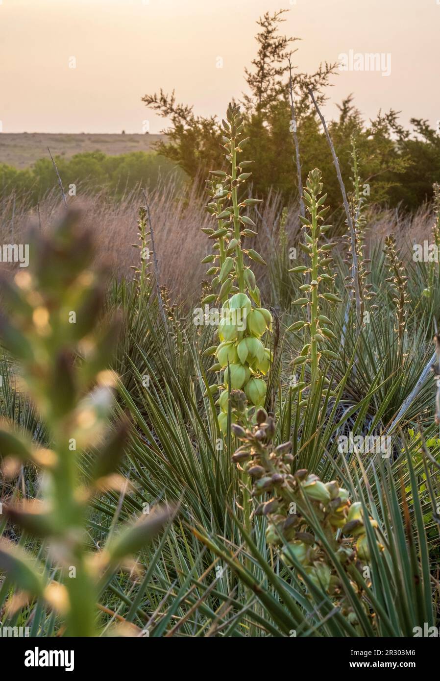 Yucca plants in the springtime on the Agave Ridge Trail, Cedar Bluff State Park, western Kansas, USA Stock Photo