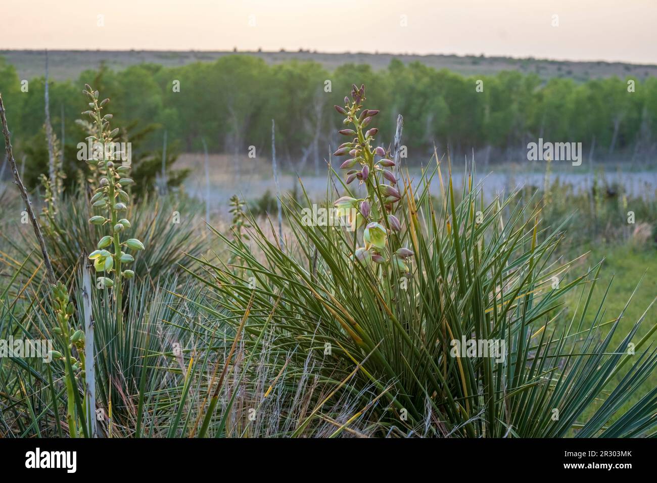 Yucca plants in the springtime on the Agave Ridge Trail, Cedar Bluff State Park, western Kansas, USA Stock Photo