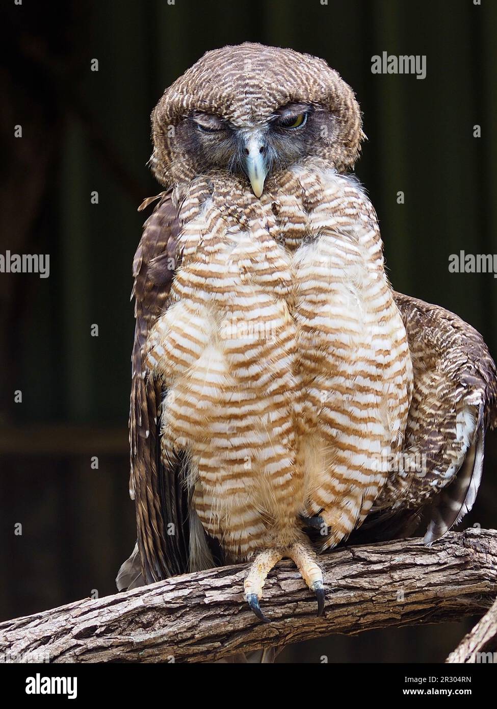Wonderful drowsy Rufous Owl with distinctive plumage. Stock Photo