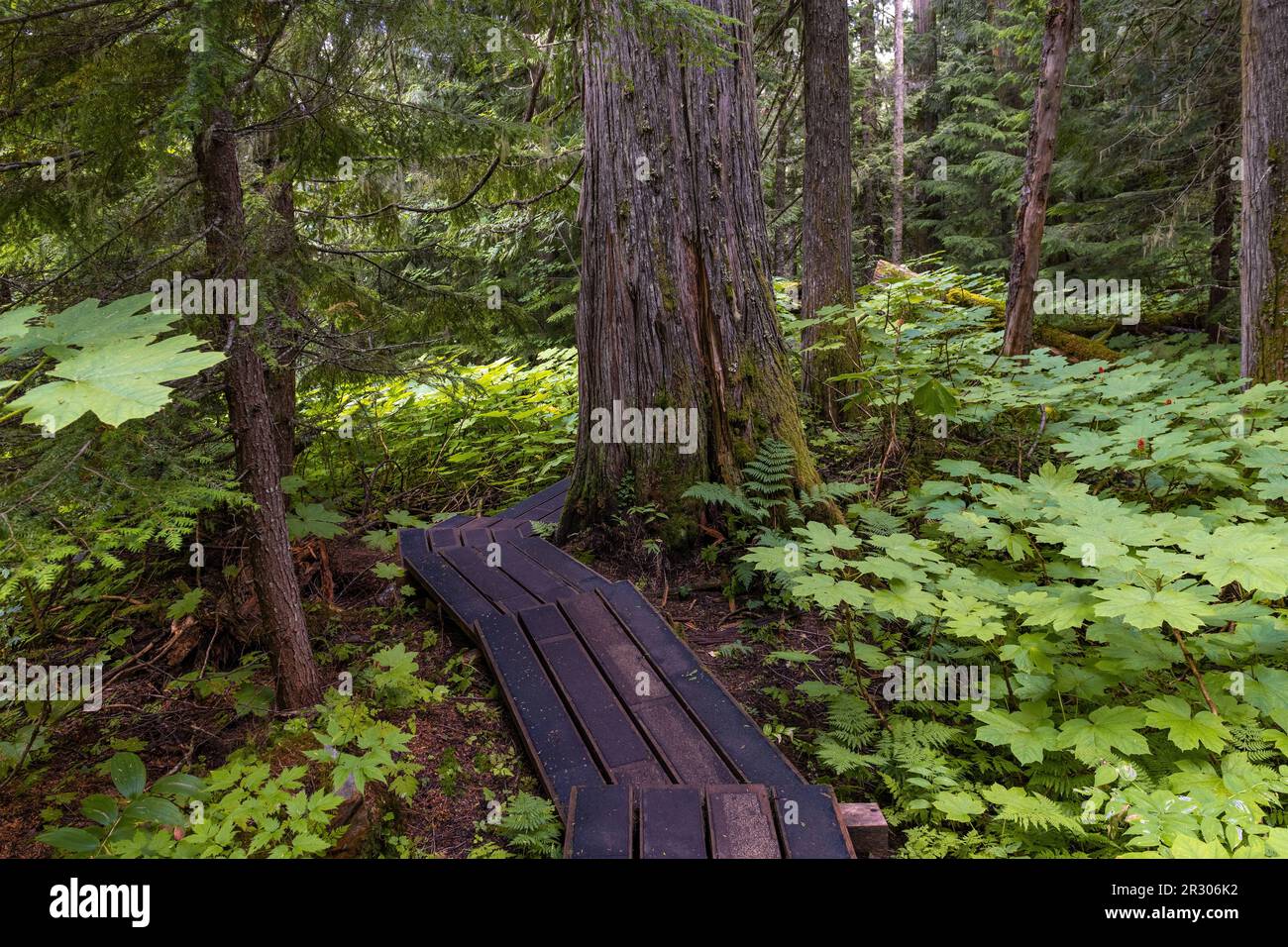 Western red cedar tree (Thuja plicatain) forest and walking path in Chun T’oh Whudujut Ancient Forest provincial park, British Columbia, Canada. Stock Photo
