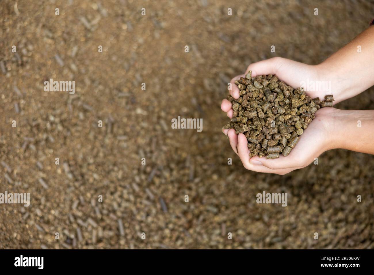 Female farmer hands holding handful of calf feed pellets Stock Photo