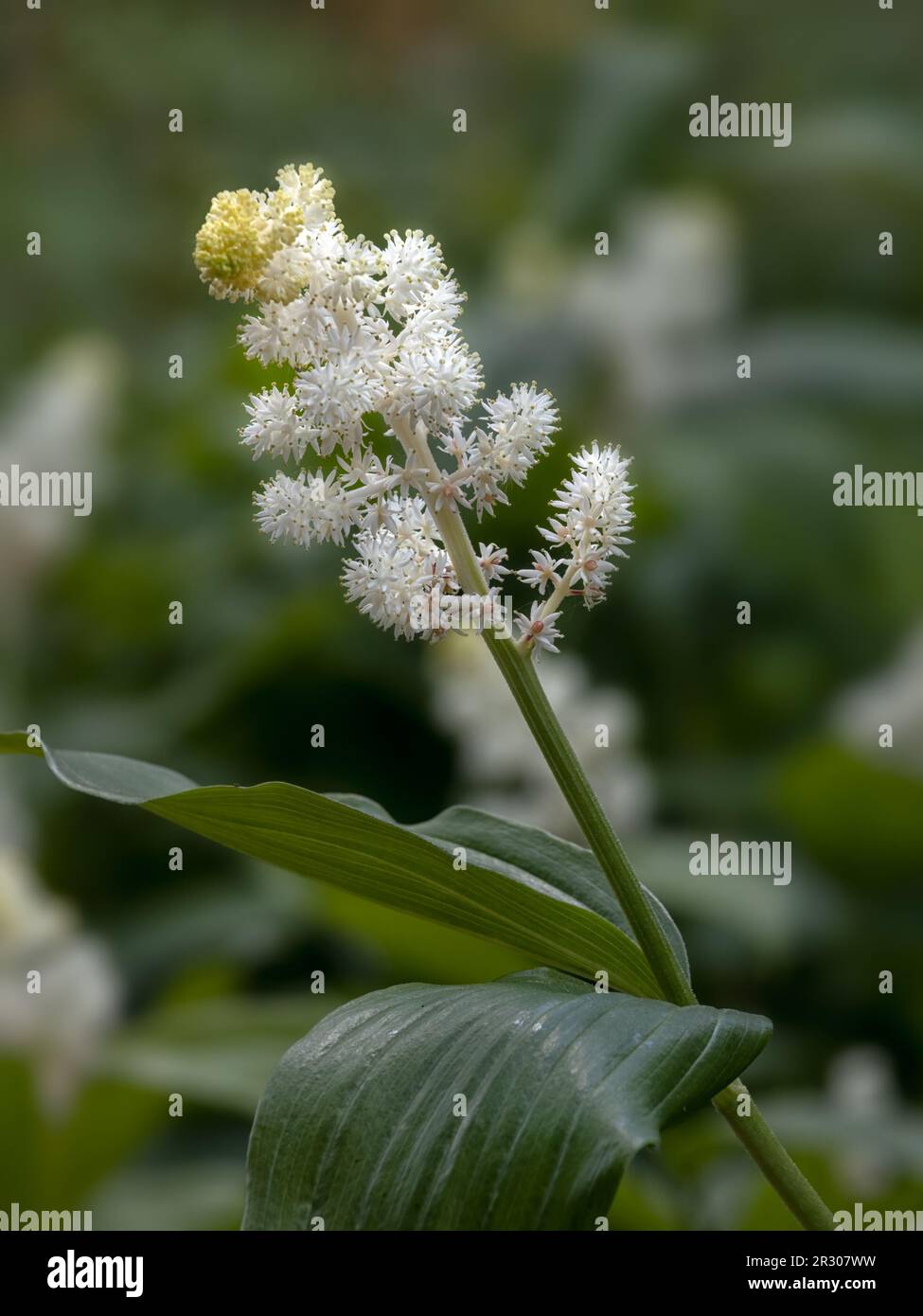 Closeup of flowers of false spikenard (Maianthemum racemosum) in a garden in Spring Stock Photo
