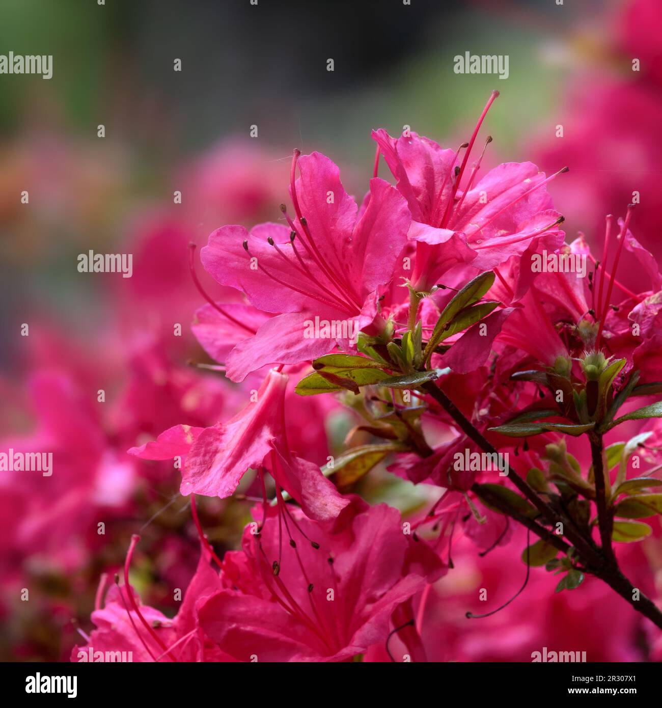 Closeup of flowers of Rhododendron 'Ima-shojo' in a garden in Spring Stock Photo