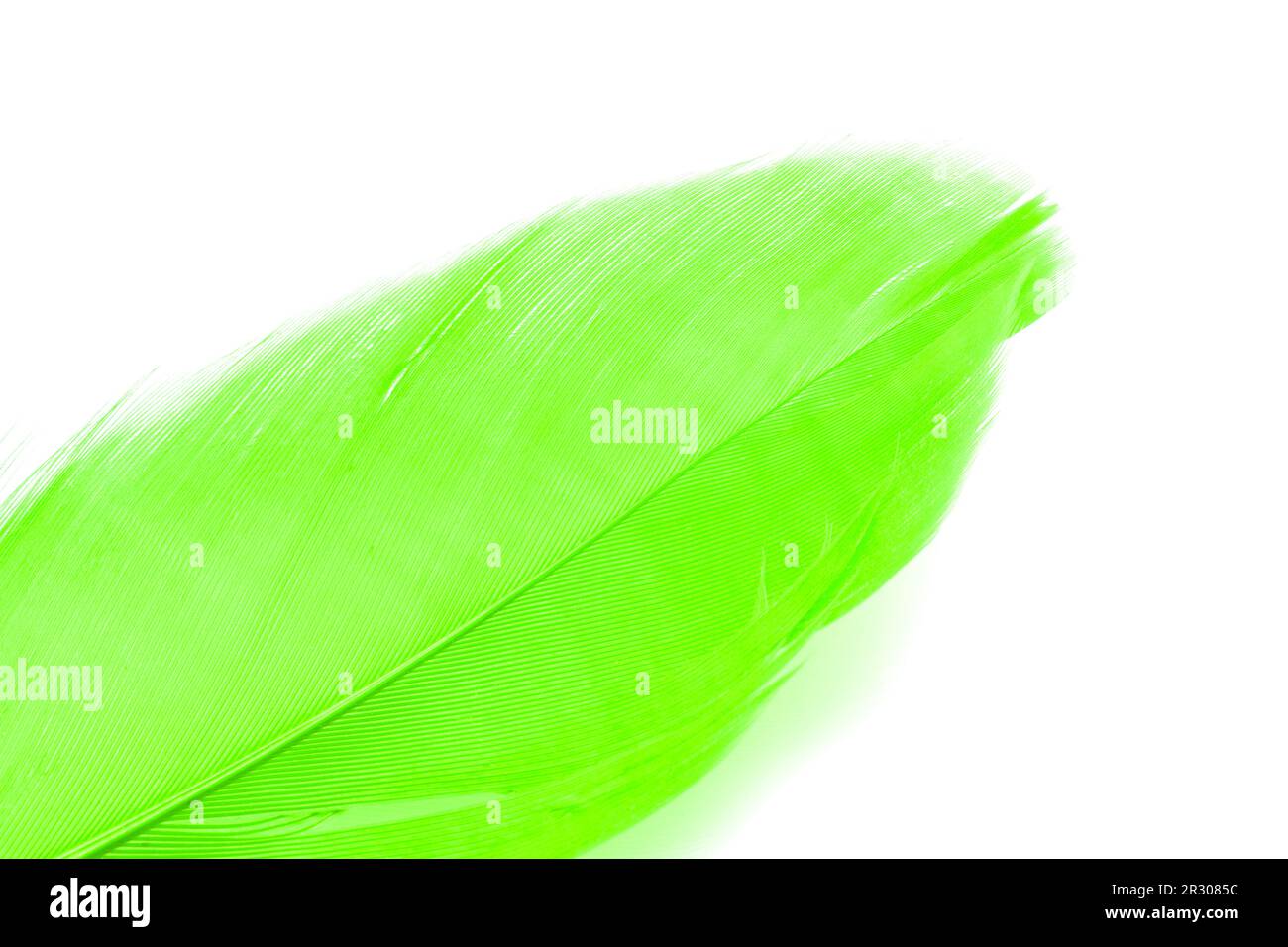 Feather single line art hi-res stock photography and images - Alamy