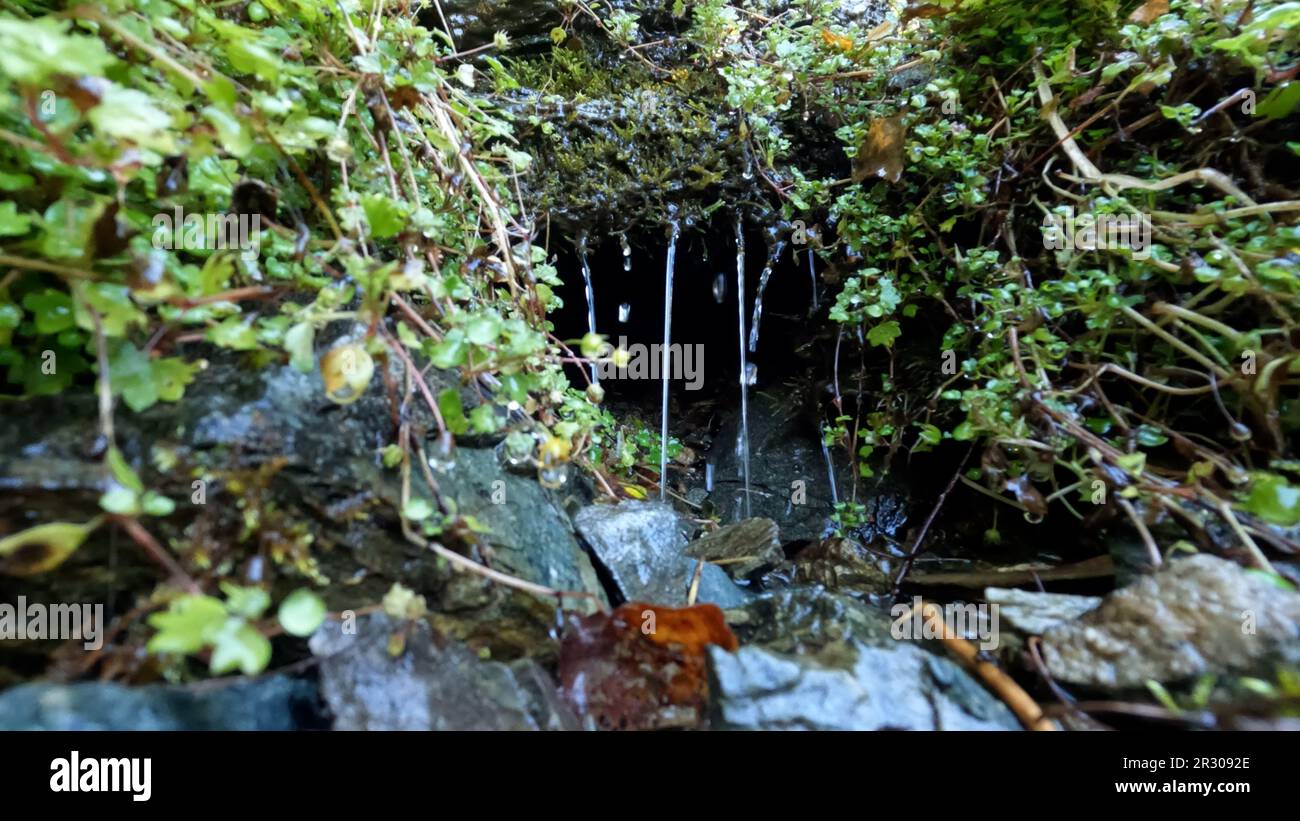 forest spring or rivulet at summertime, green leafage, tall greenery ...