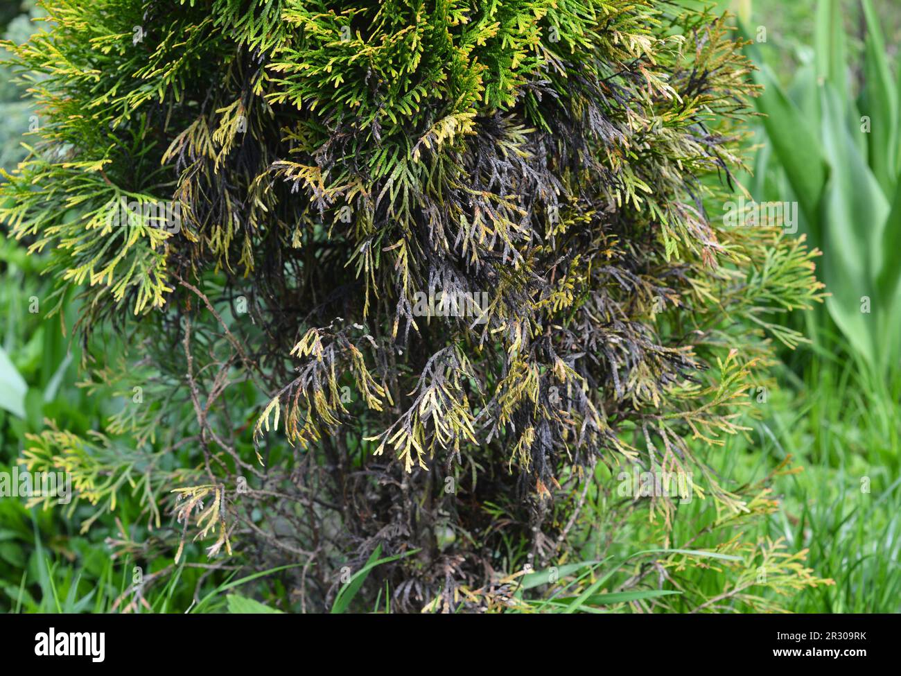 Dog and cat urine damage of thuja occidentalis golden brabant tree