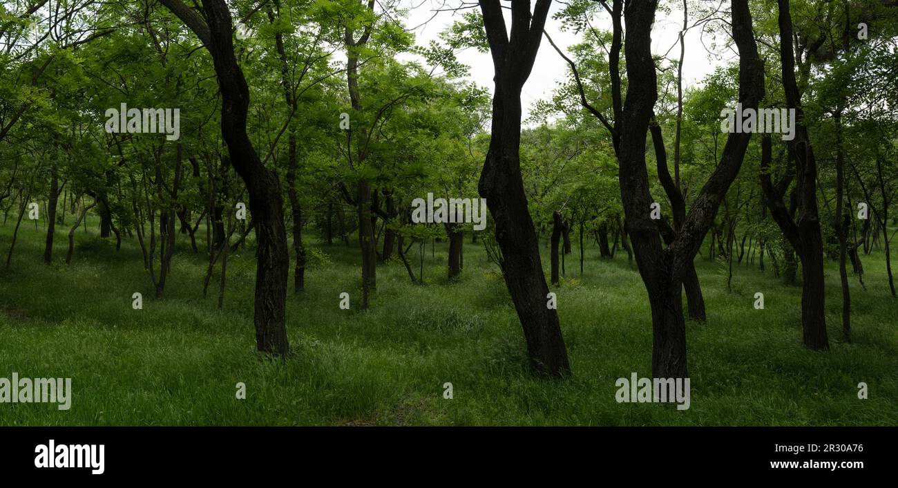 Panorama of a deciduous forest with lush soft dense green grass. Soft natural natural light. Stock Photo