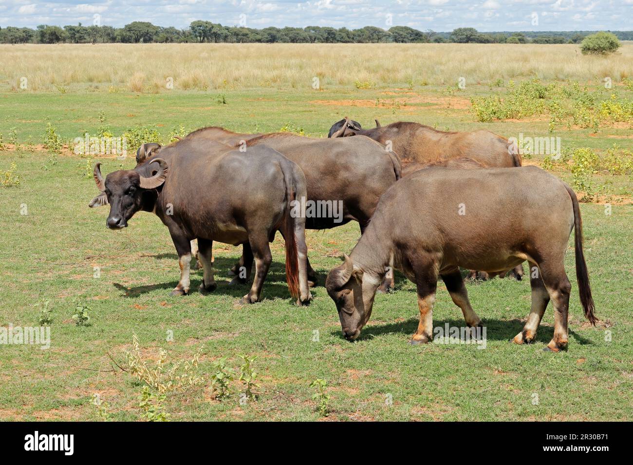 Asian water buffaloes (Bubalus bubalis) grazing on open plains Stock Photo