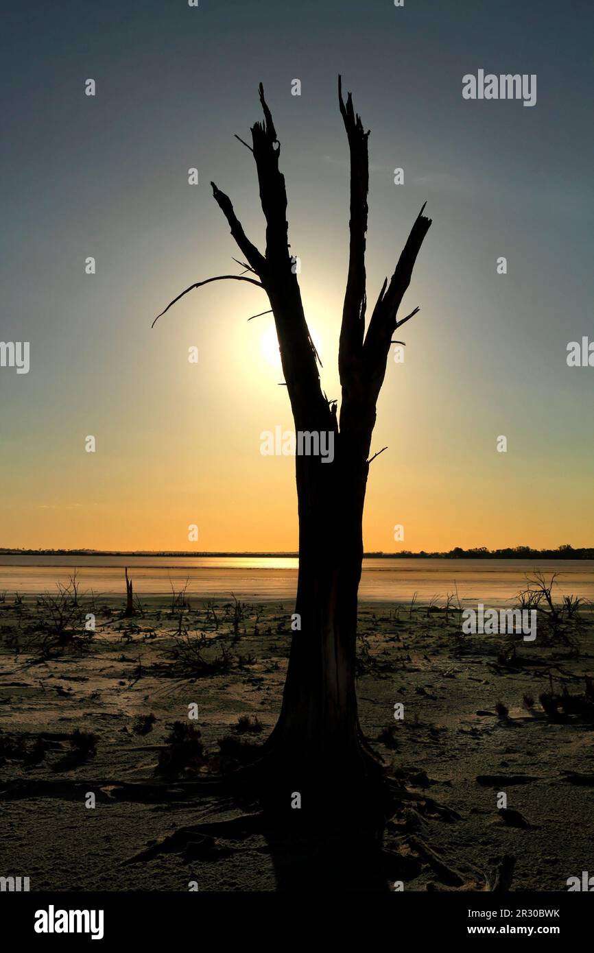 Dead Tree on Lake Ninan Salt Lake, Victoria Plains, Western Australia Stock Photo