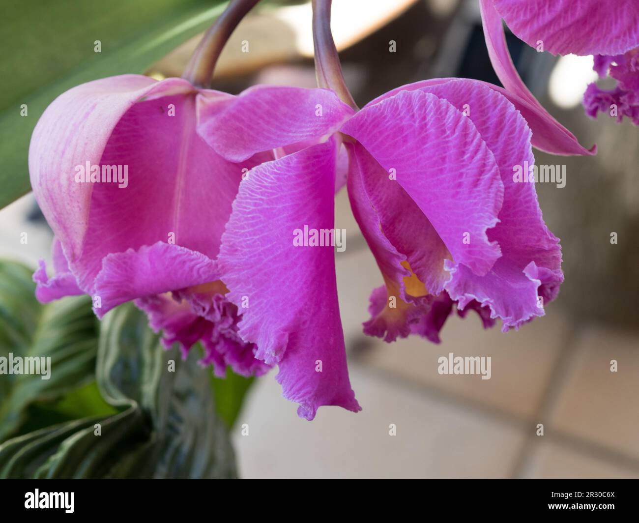 Cattleya orchid flowers hanging down from the pot, crimson pink blooms, subtropical coastal Australian garden Stock Photo