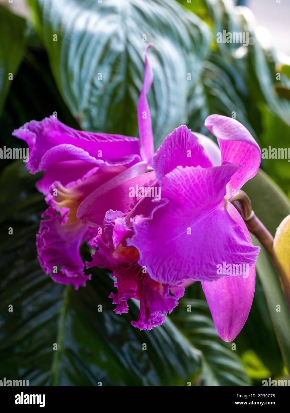 Cattleya orchid flowers, pink blooms, subtropical coastal Australian garden Stock Photo