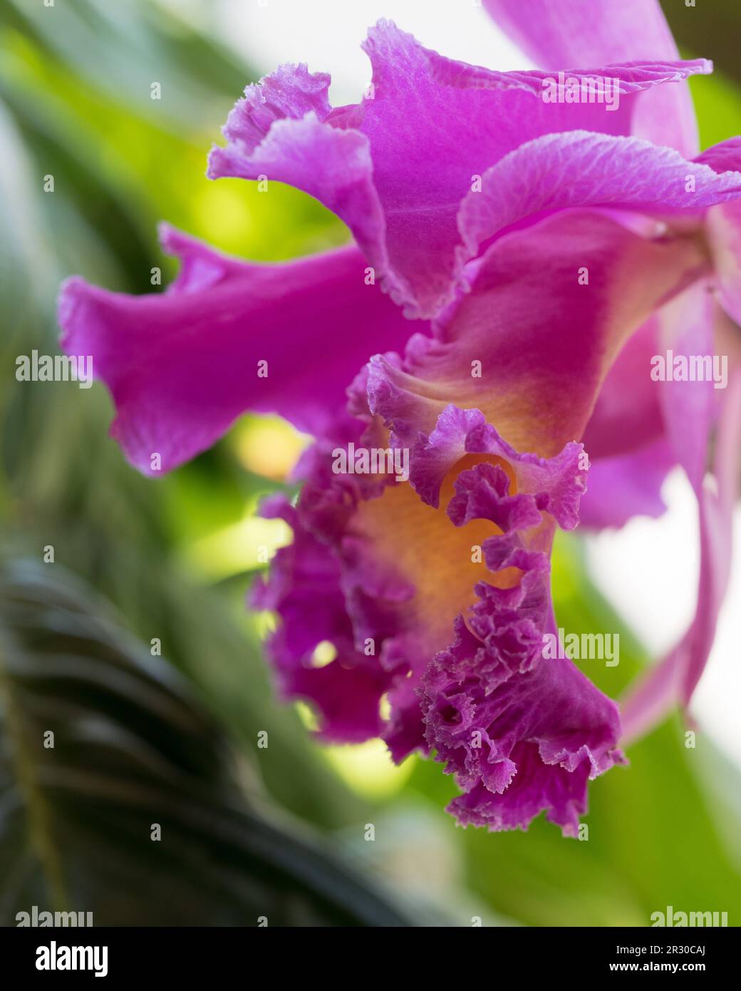 Cattleya orchid flower, crimson pink bloom, subtropical coastal Australian garden Stock Photo