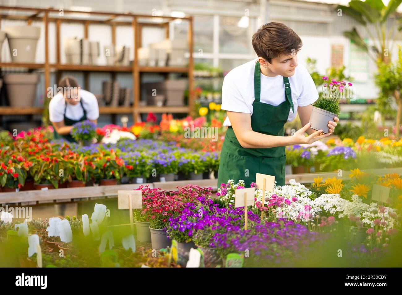 Skilled focused young male florist caring about potted Armeria Caespitosa flowers in greenhouse Stock Photo