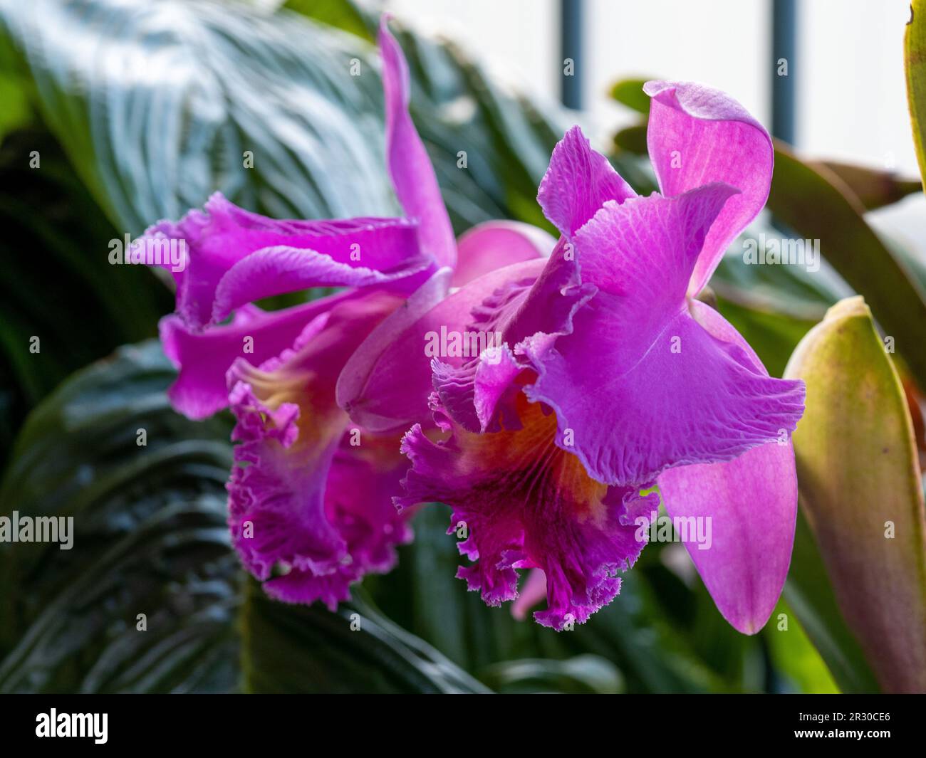 Cattleya orchid flowers, pink blooms, subtropical coastal Australian garden Stock Photo