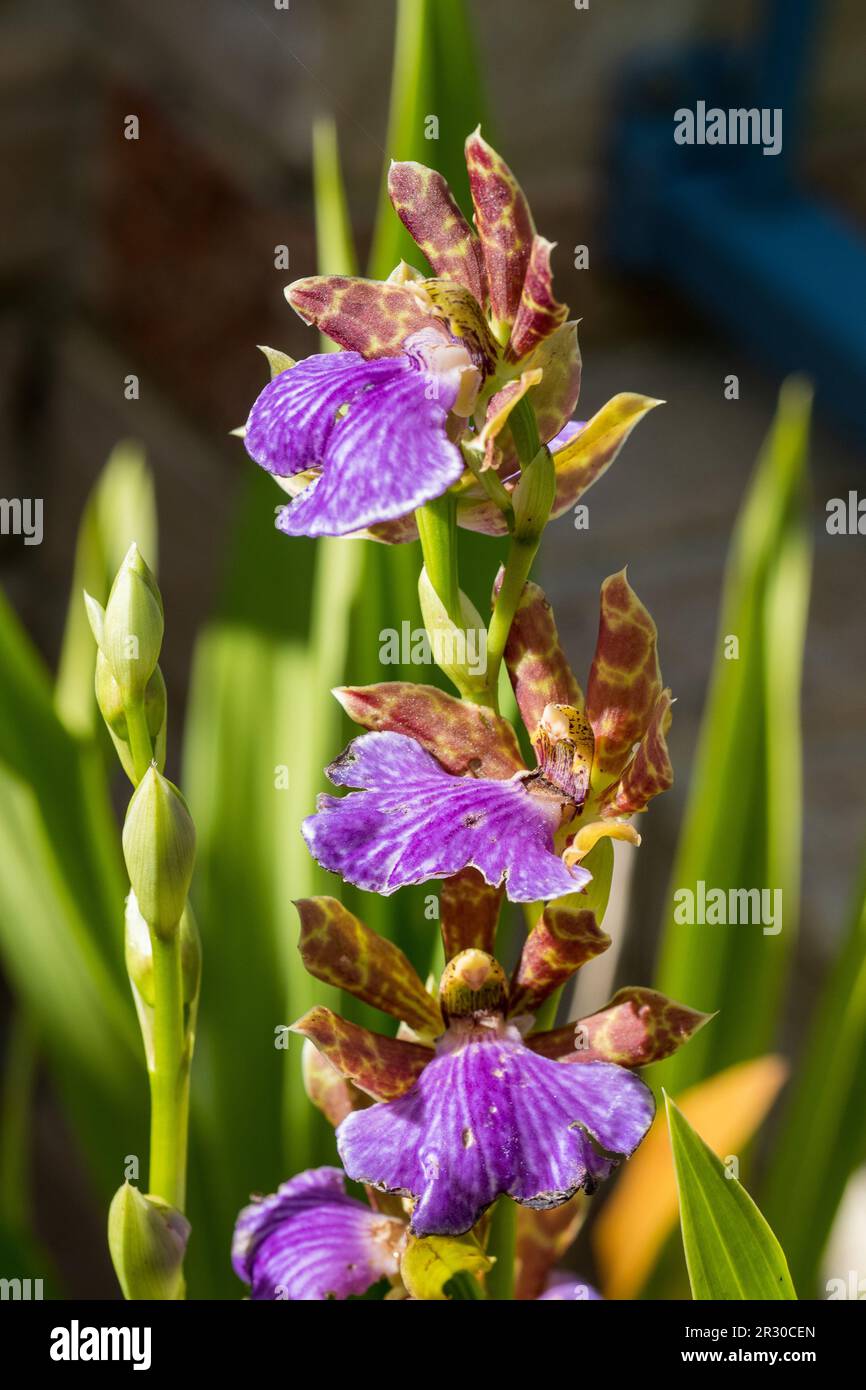 Orchid flowers and buds, stems of purple stripy patterned Zygopetalum Orchids blooming in an sunlit Australian Coastal Garden Stock Photo