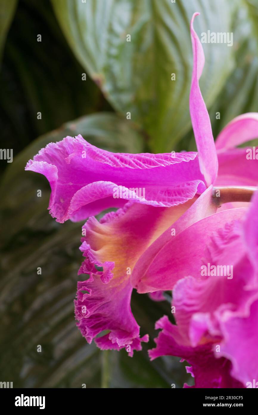 Cattleya orchid flowers, mauve pink blooms, subtropical coastal Australian garden Stock Photo
