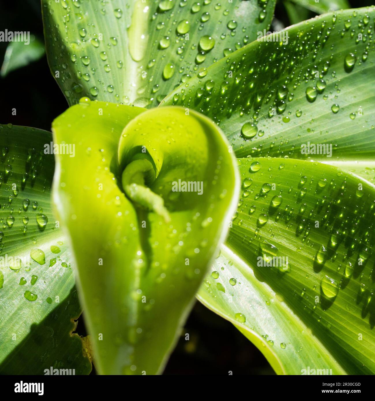 The Green leaves of the Spiral ginger plant spiral around a central stem, fresh and covered in water droplets Stock Photo