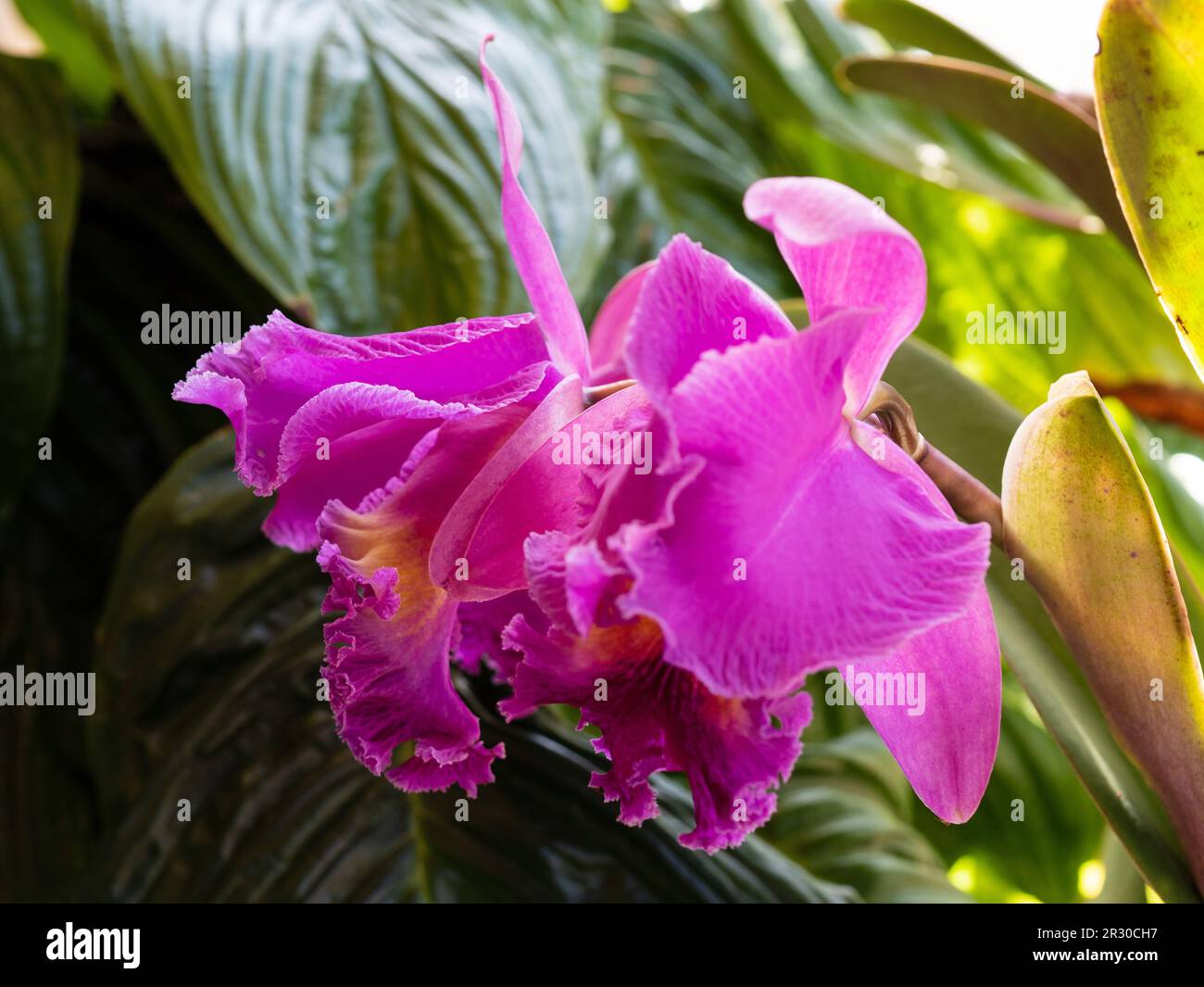 Two Cattleya orchid flowers, crimson pink blooms, subtropical coastal Australian garden Stock Photo