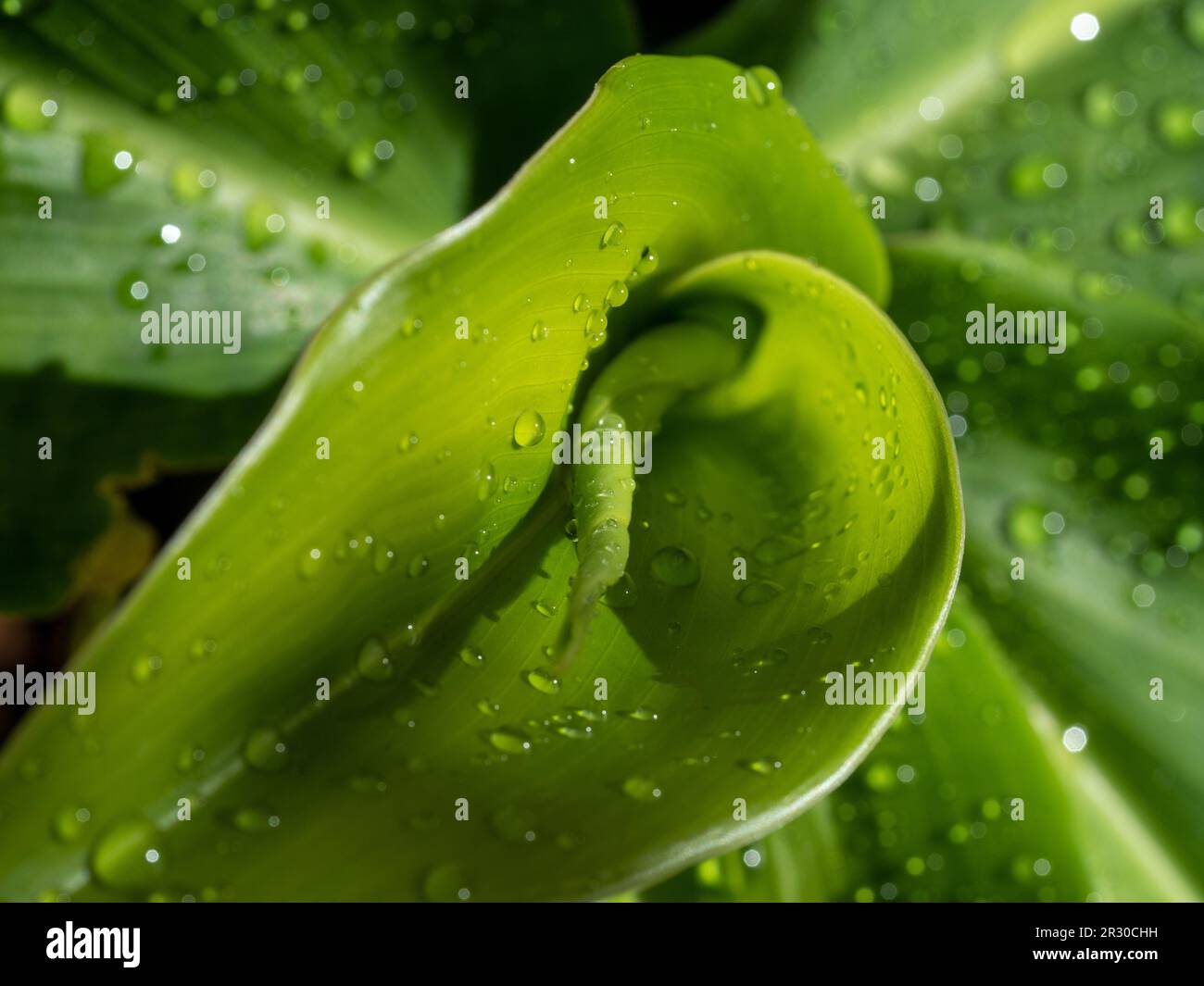Closeup of the green leaves of the Spiral ginger plant spiral around a central stem, fresh and covered in water droplets Stock Photo