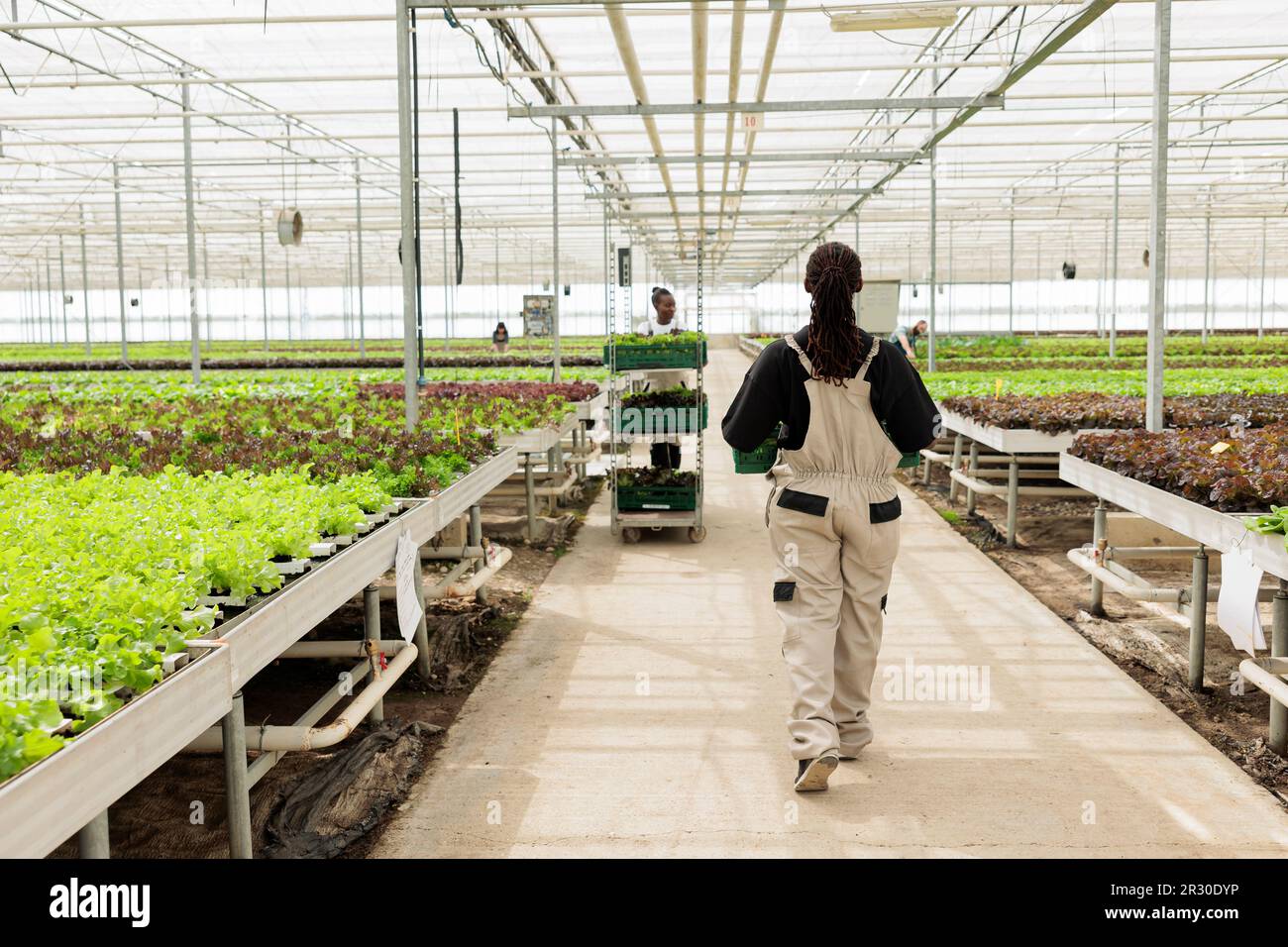 Agricultural greenhouse harvesting crops Stock Photo - Alamy