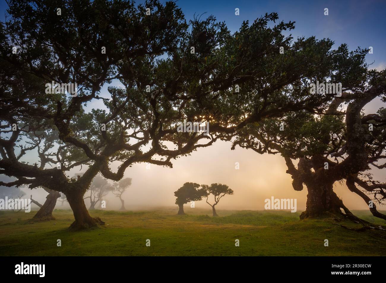 Fanal forest , old mystical tree in Madeira island, Unesco Stock Photo Alamy