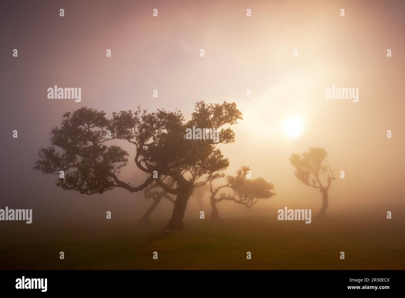 Fanal forest , old mystical tree in Madeira island, Unesco Stock Photo Alamy