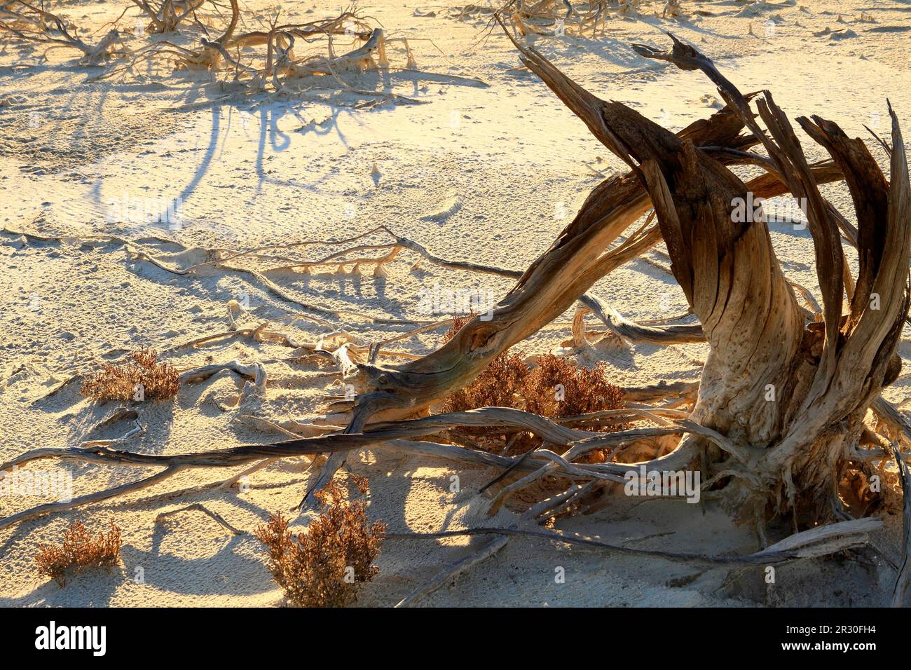 Dead Trees on Lake Ninan Salt Lake, Victoria Plains, Western Australia Stock Photo