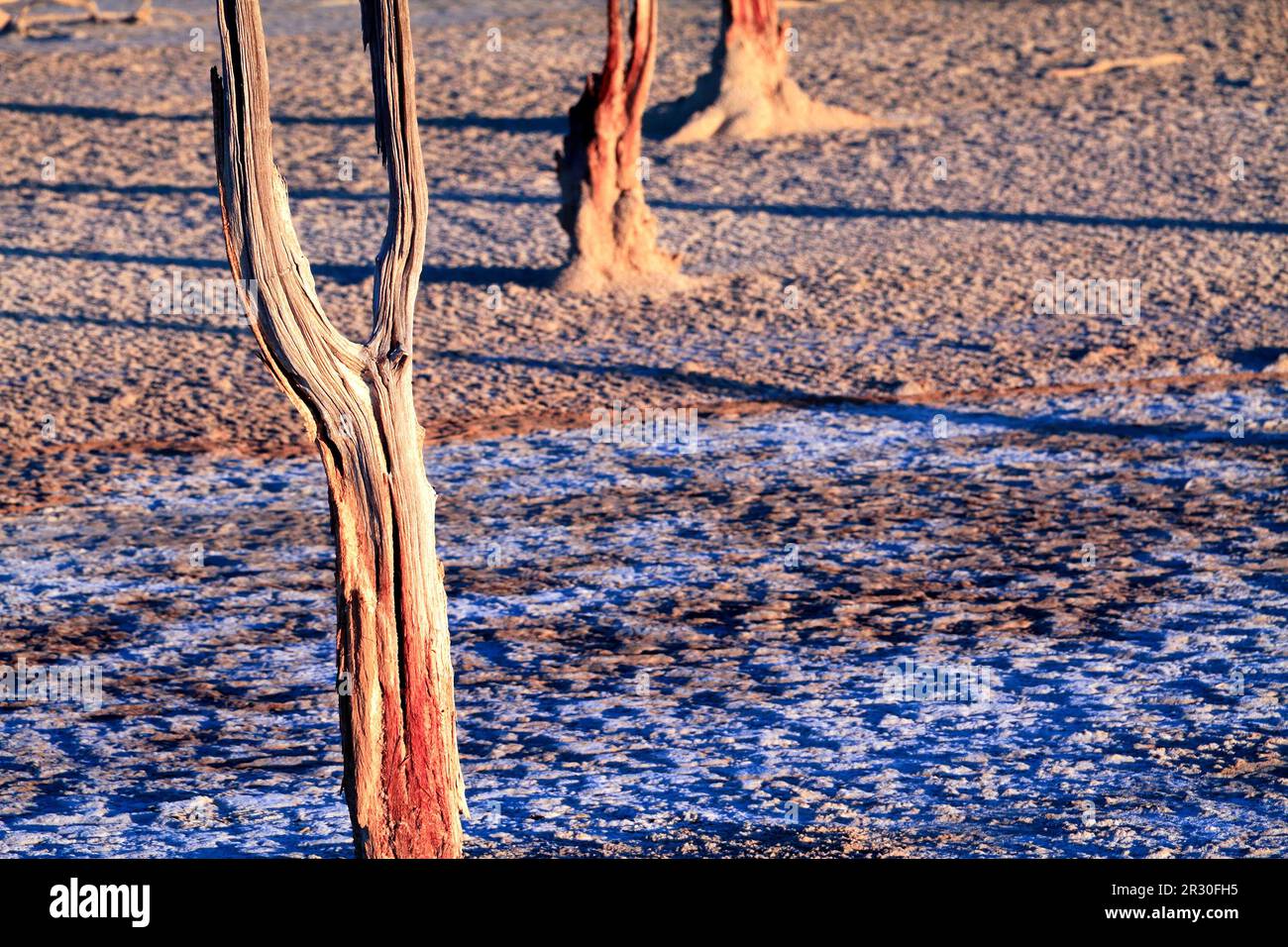 Illustration of Dead Branches On North Wind Plains