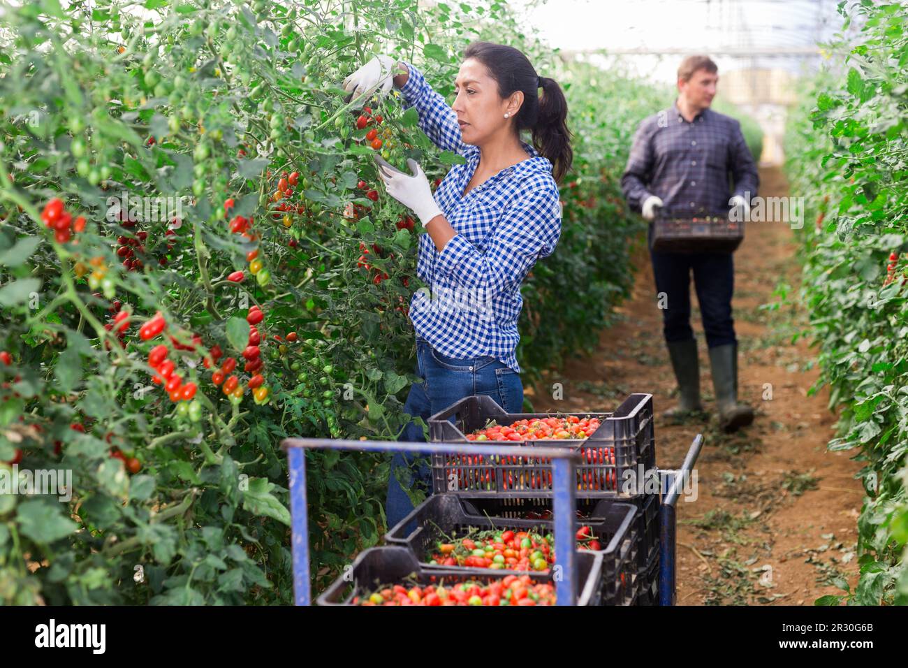 International farmer team harvesting tomatoes in greenhouse Stock Photo ...