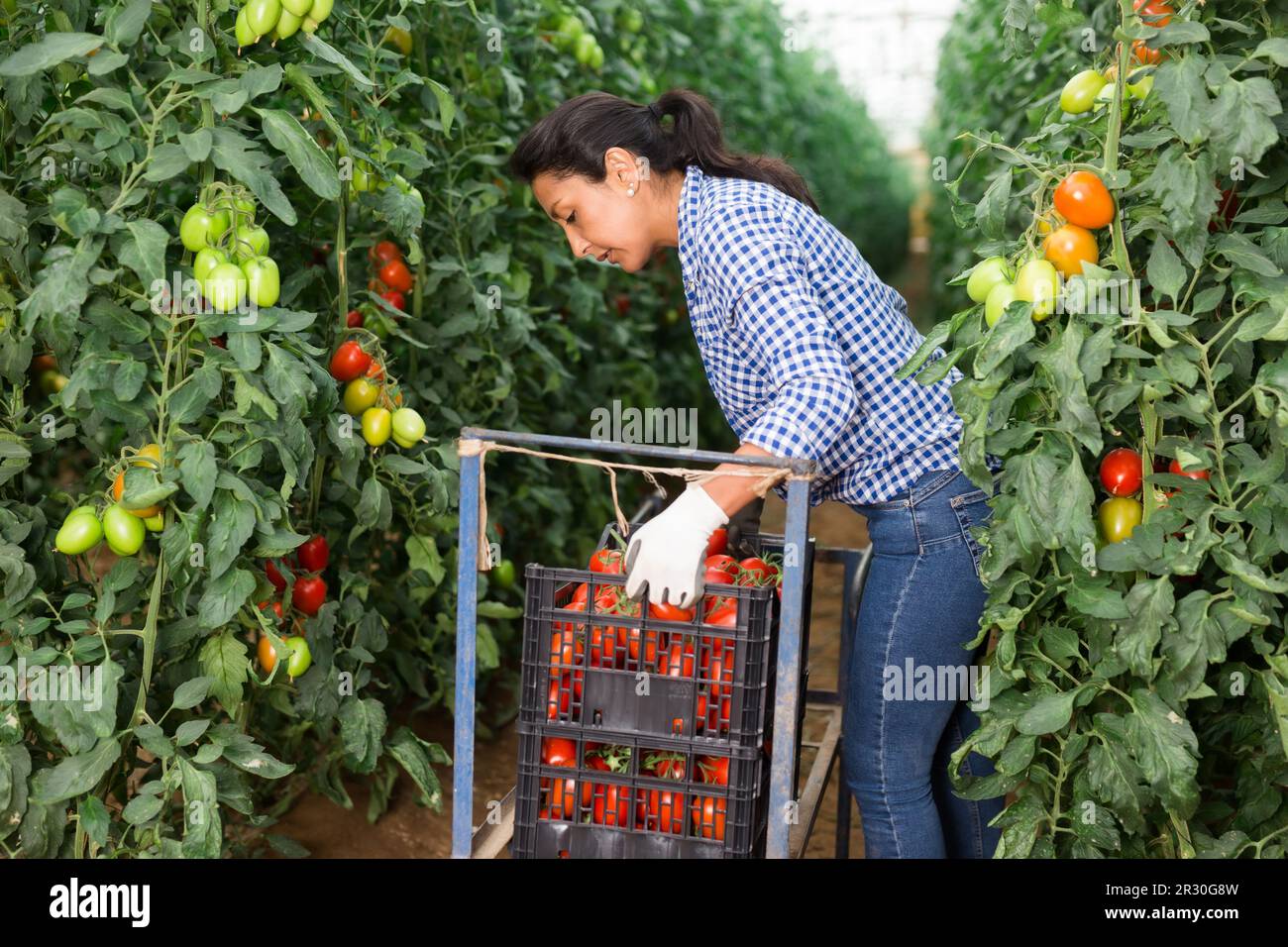 Female latino farmer puts red tomatoes in plastic box for sale Stock ...