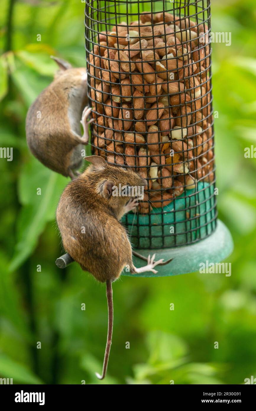 Field mouse (Apodemus sylvaticus) on a bird peanut feeder Stock Photo