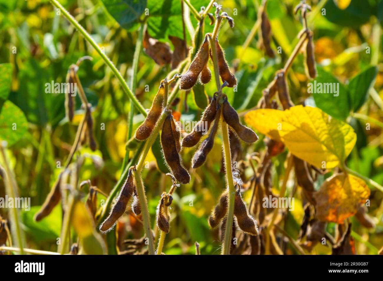 Soy bean plantation brazil hi-res stock photography and images - Alamy