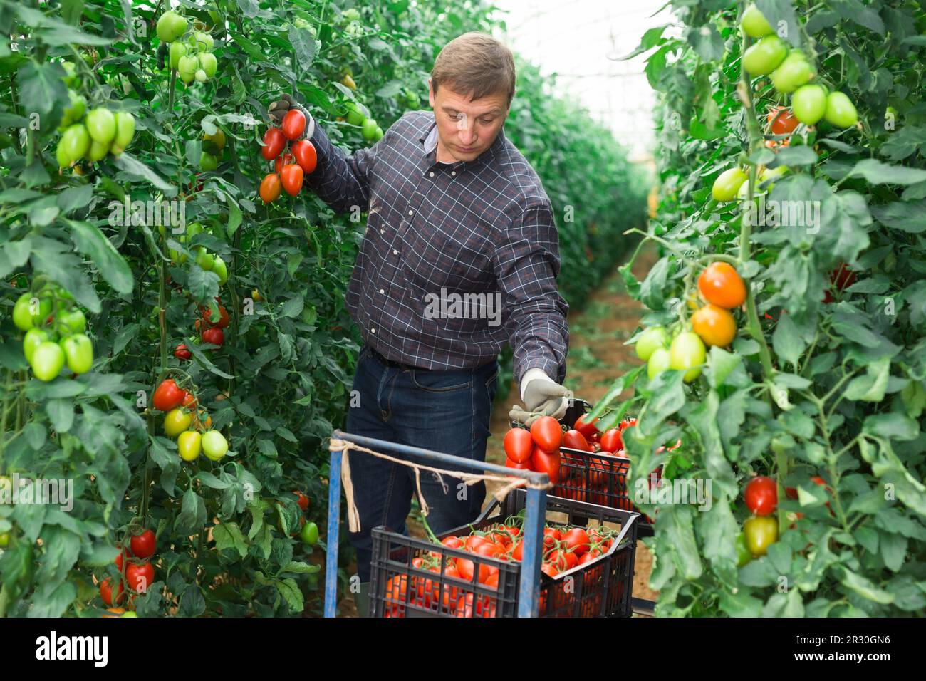 Happy male farmer box tomatoes hi-res stock photography and images - Alamy